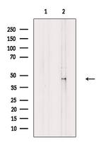 ATG4A Antibody in Western Blot (WB)