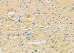 PTP4A2 Antibody in Immunohistochemistry (Paraffin) (IHC (P))