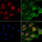 PBX3 Antibody in Immunocytochemistry (ICC/IF)