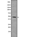 PBX3 Antibody in Western Blot (WB)