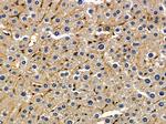 TRIP10 Antibody in Immunohistochemistry (Paraffin) (IHC (P))