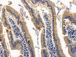 PON3 Antibody in Immunohistochemistry (Paraffin) (IHC (P))