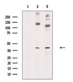 PON3 Antibody in Western Blot (WB)