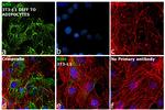 XDH Antibody in Immunocytochemistry (ICC/IF)