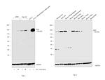 XDH Antibody in Western Blot (WB)