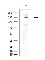 XDH Antibody in Western Blot (WB)