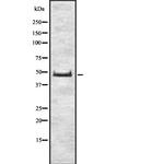 FDFT1 Antibody in Western Blot (WB)