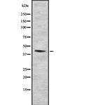 FNTA Antibody in Western Blot (WB)