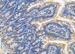 SEP15 Antibody in Immunohistochemistry (Paraffin) (IHC (P))