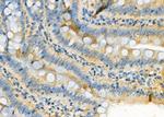 SEP15 Antibody in Immunohistochemistry (Paraffin) (IHC (P))