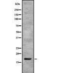 SEP15 Antibody in Western Blot (WB)