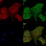 Oxytocin Antibody in Immunocytochemistry (ICC/IF)