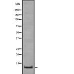 Oxytocin Antibody in Western Blot (WB)