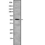 NRG3 Antibody in Western Blot (WB)