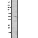 SOX1 Antibody in Western Blot (WB)