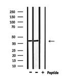 p39 Antibody in Western Blot (WB)