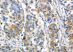 TSPO Antibody in Immunohistochemistry (Paraffin) (IHC (P))