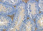 TSPO Antibody in Immunohistochemistry (Paraffin) (IHC (P))