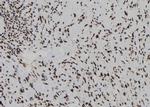 DUSP3 Antibody in Immunohistochemistry (Paraffin) (IHC (P))