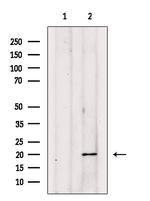 DUSP3 Antibody in Western Blot (WB)