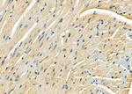 SEPP1 Antibody in Immunohistochemistry (Paraffin) (IHC (P))