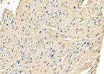 SEPP1 Antibody in Immunohistochemistry (Paraffin) (IHC (P))