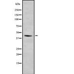 SEPP1 Antibody in Western Blot (WB)