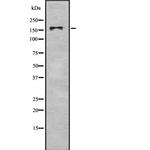 BAZ1B Antibody in Western Blot (WB)