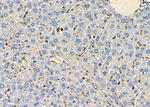 GDF3 Antibody in Immunohistochemistry (Paraffin) (IHC (P))