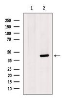 LEFTY2 Antibody in Western Blot (WB)