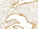 MCRS1 Antibody in Immunohistochemistry (Paraffin) (IHC (P))