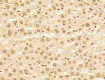 MCRS1 Antibody in Immunohistochemistry (Paraffin) (IHC (P))