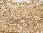 MCRS1 Antibody in Immunohistochemistry (Paraffin) (IHC (P))