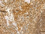 MCRS1 Antibody in Immunohistochemistry (Paraffin) (IHC (P))