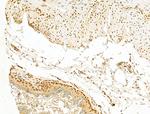 MCRS1 Antibody in Immunohistochemistry (Paraffin) (IHC (P))