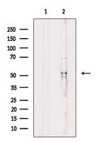 MCRS1 Antibody in Western Blot (WB)