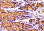 MUC2 Antibody in Immunohistochemistry (Paraffin) (IHC (P))