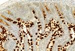 MUC2 Antibody in Immunohistochemistry (Paraffin) (IHC (P))