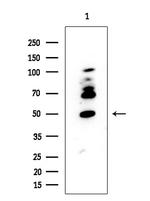 FUS Antibody in Western Blot (WB)