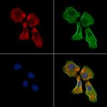 STC1 Antibody in Immunocytochemistry (ICC/IF)