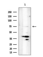 UNC84B Antibody in Western Blot (WB)