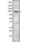 EPS8 Antibody in Western Blot (WB)