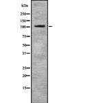 eIF3b Antibody in Western Blot (WB)