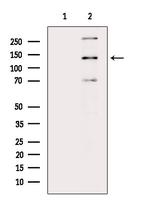 Mgea5 Antibody in Western Blot (WB)