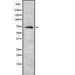 HSPA6 Antibody in Western Blot (WB)