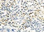 Cathepsin H Antibody in Immunohistochemistry (Paraffin) (IHC (P))