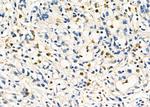 Cathepsin H Antibody in Immunohistochemistry (Paraffin) (IHC (P))