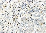 Cathepsin H Antibody in Immunohistochemistry (Paraffin) (IHC (P))