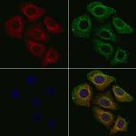 CTPS Antibody in Immunocytochemistry (ICC/IF)