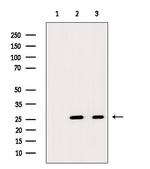 DEFA4 Antibody in Western Blot (WB)